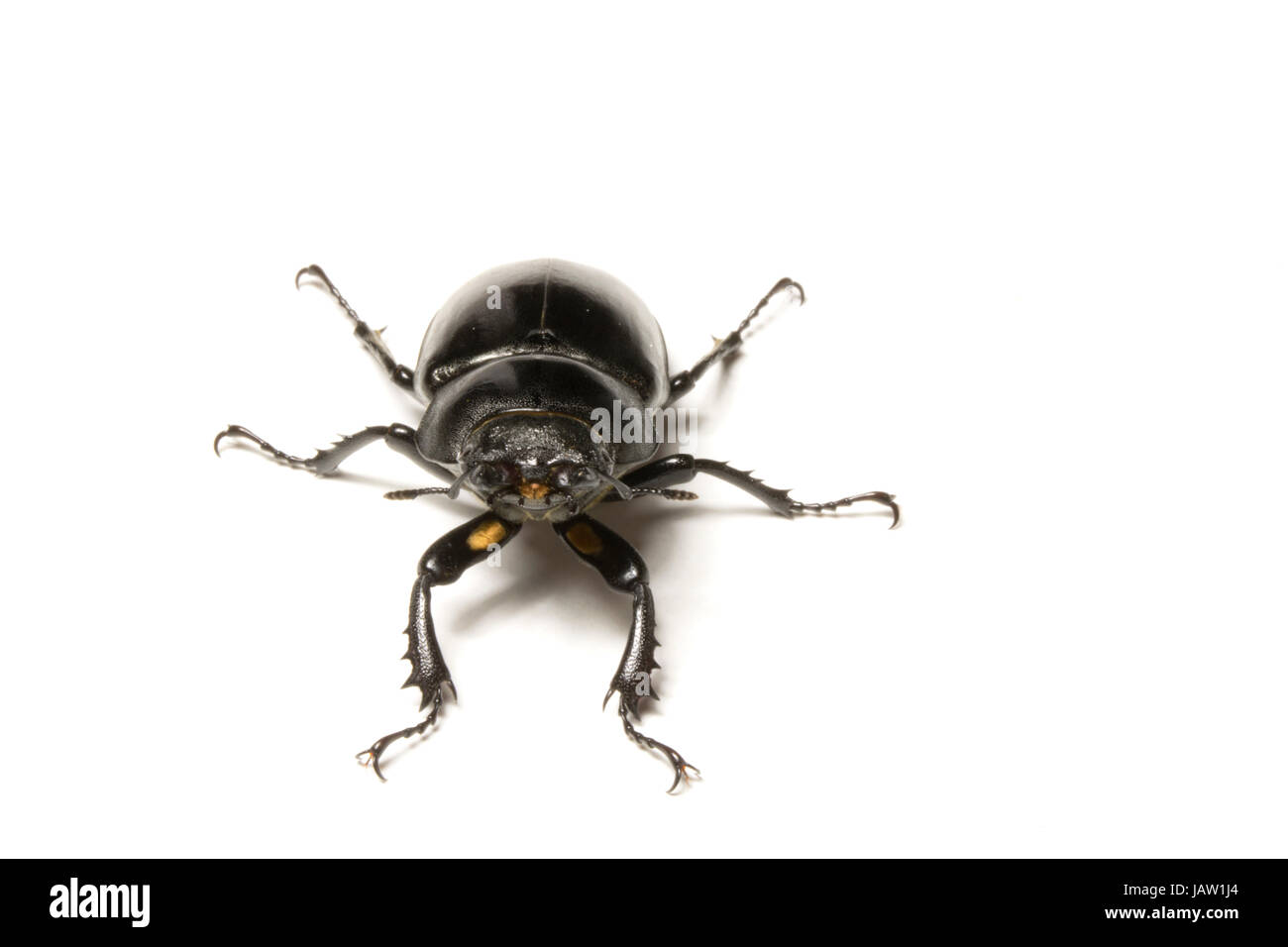Close Up of a Female United Kingdom Stag Beetle Stock Photo
