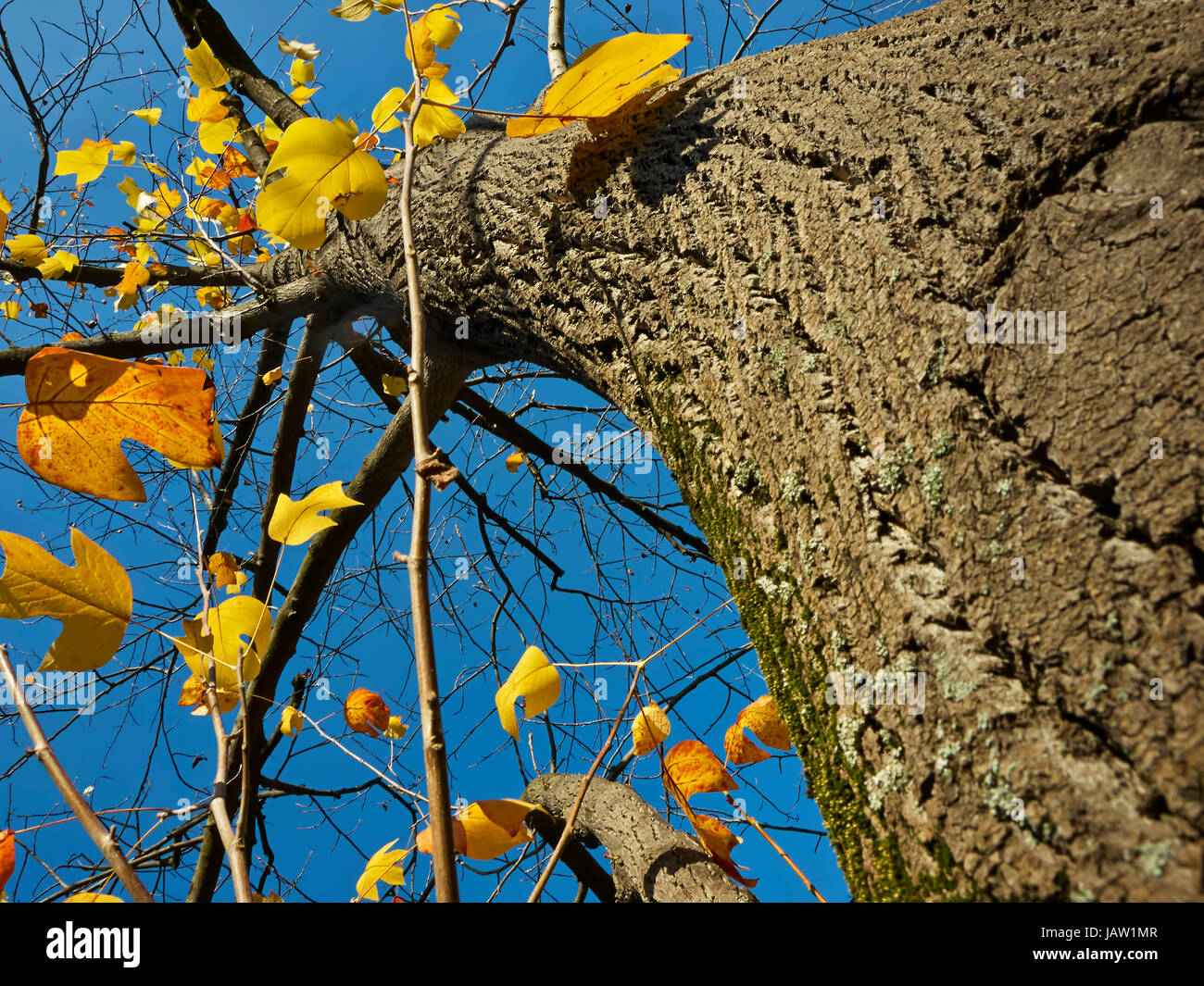Autumn tree and blue sky Stock Photo - Alamy