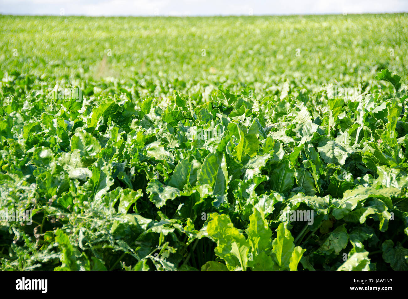 A field of sugar beet plants, beta vulgaris on a sunny day Stock Photo