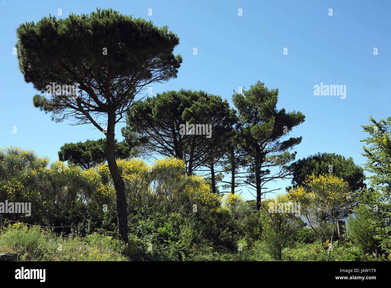 Deatails of a landscape comosed of stone pine and spanish broom. Stock Photo