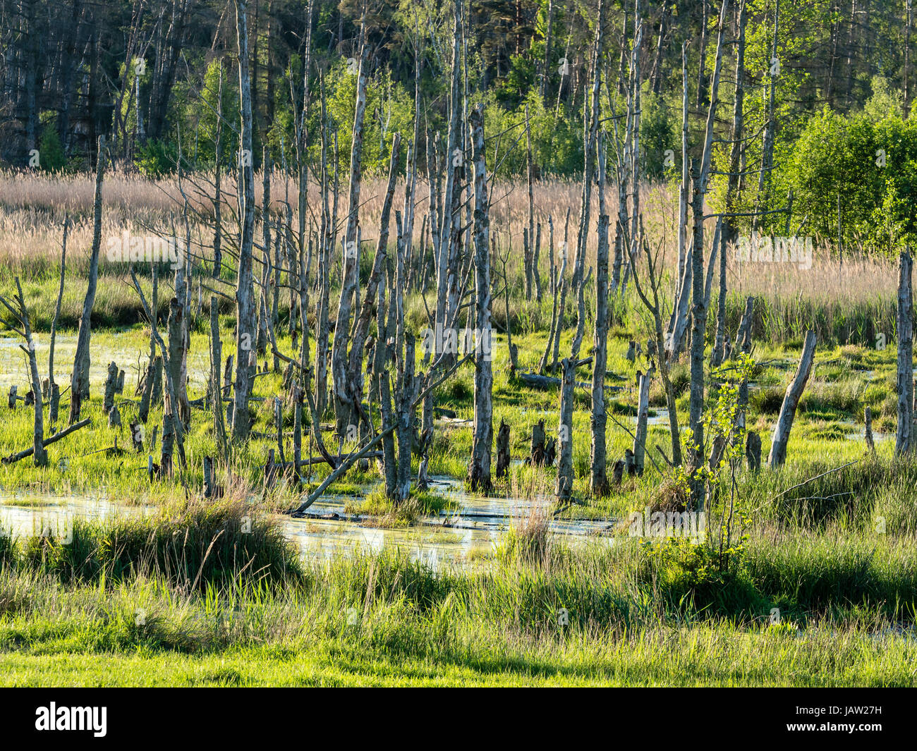 National Park 'Vorpommersche Boddenlandschaft', dead trees on flooded meadows, Zingst,  Baltic Sea, peninsula of Fischland-Darß-Zingst, Mecklenburg-Vo Stock Photo