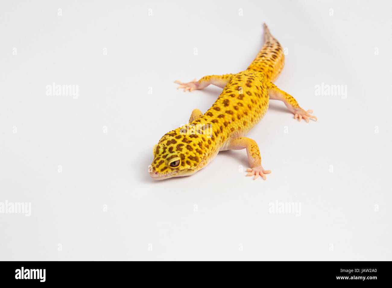 terrarium gecko Stock Photo