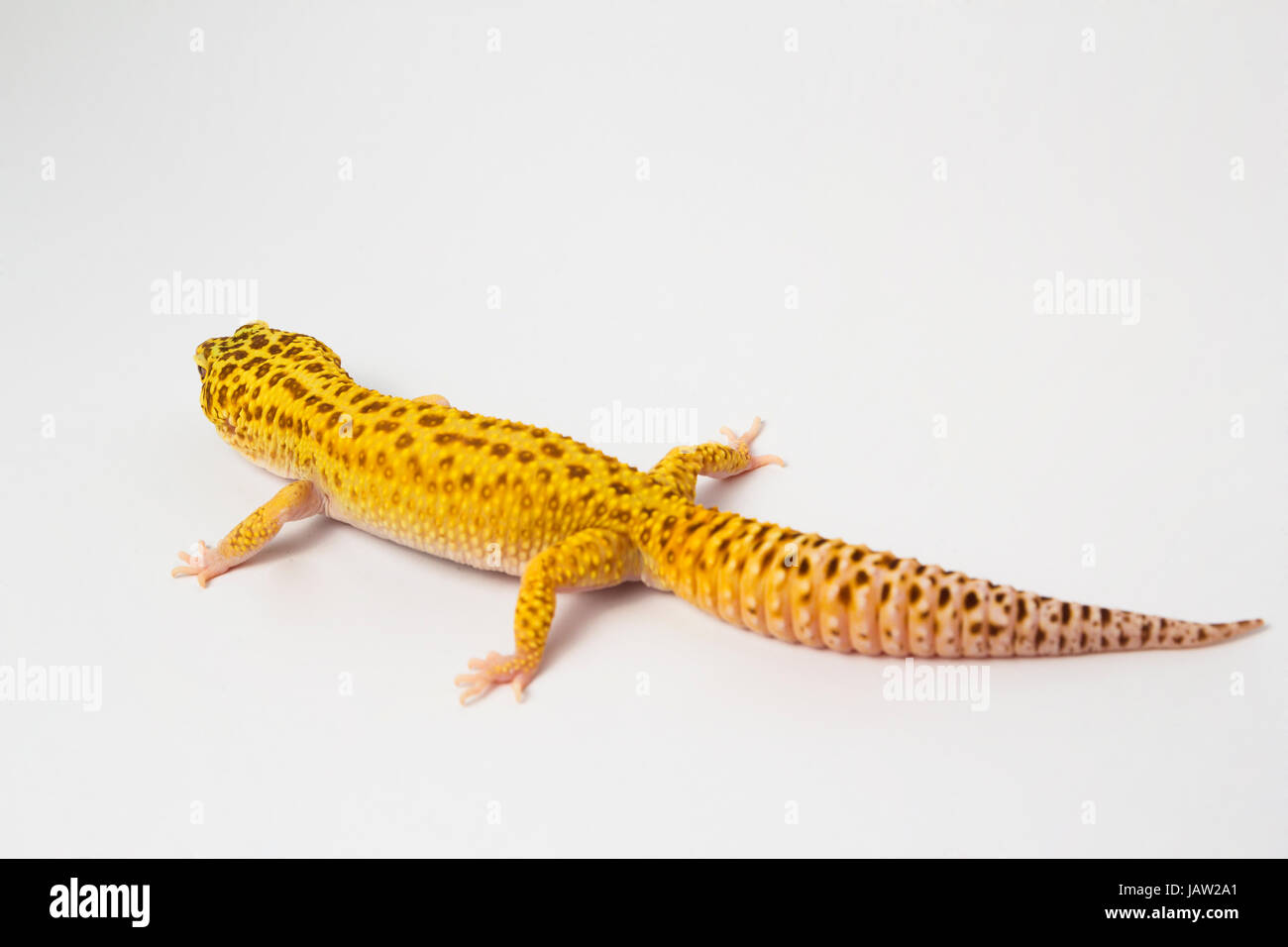 leopard gecko eublepharis macularius Stock Photo