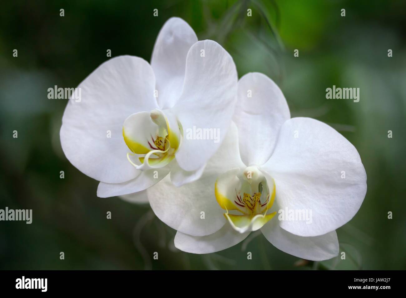 orchid macro Stock Photo