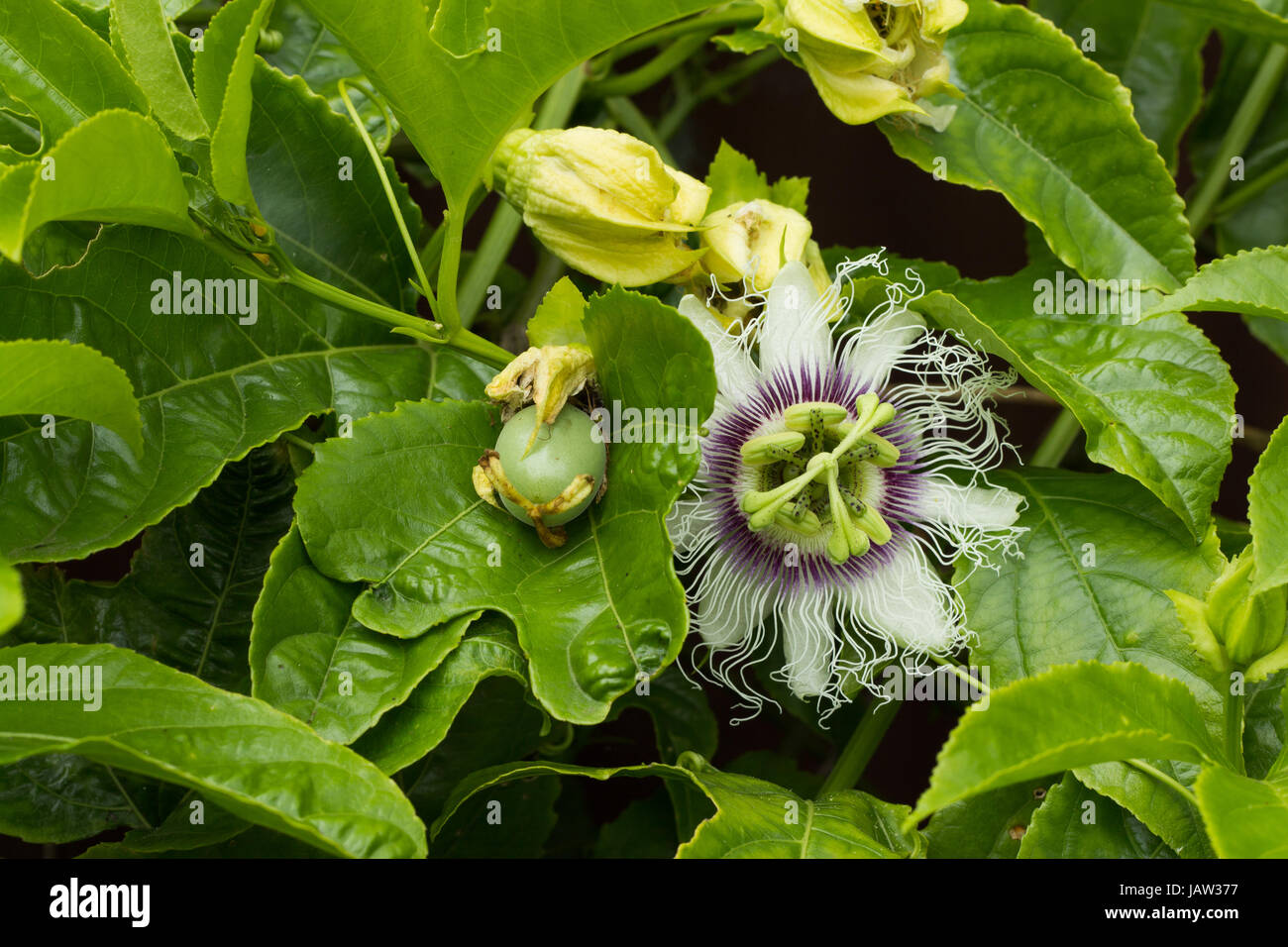 Wonderful example of a passionfruit flowering and how the fruit starts