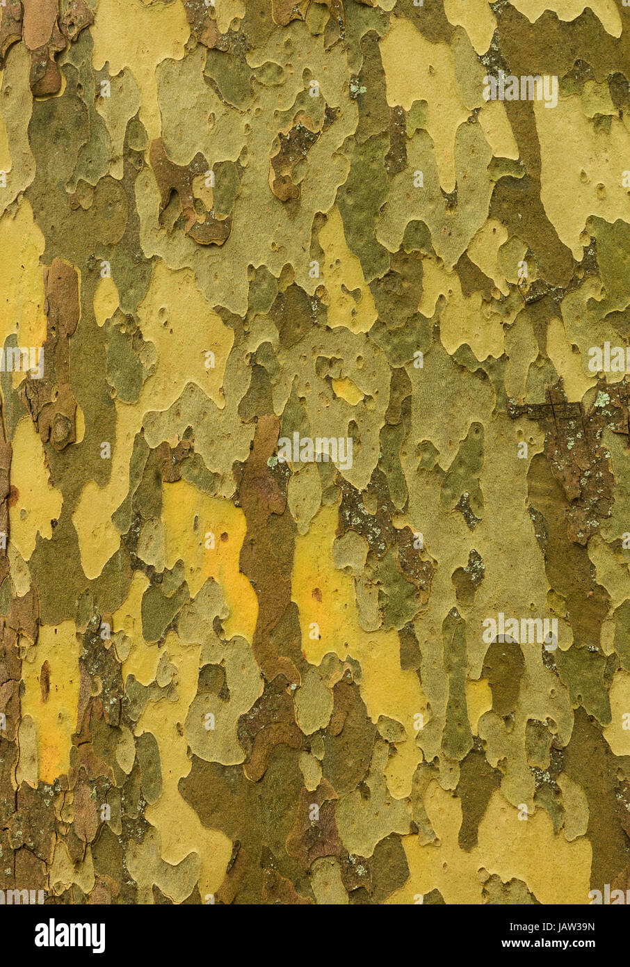 Wonderful patch looking tree bark texture Stock Photo Alamy