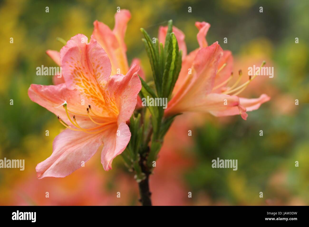 flower flowers Stock Photo