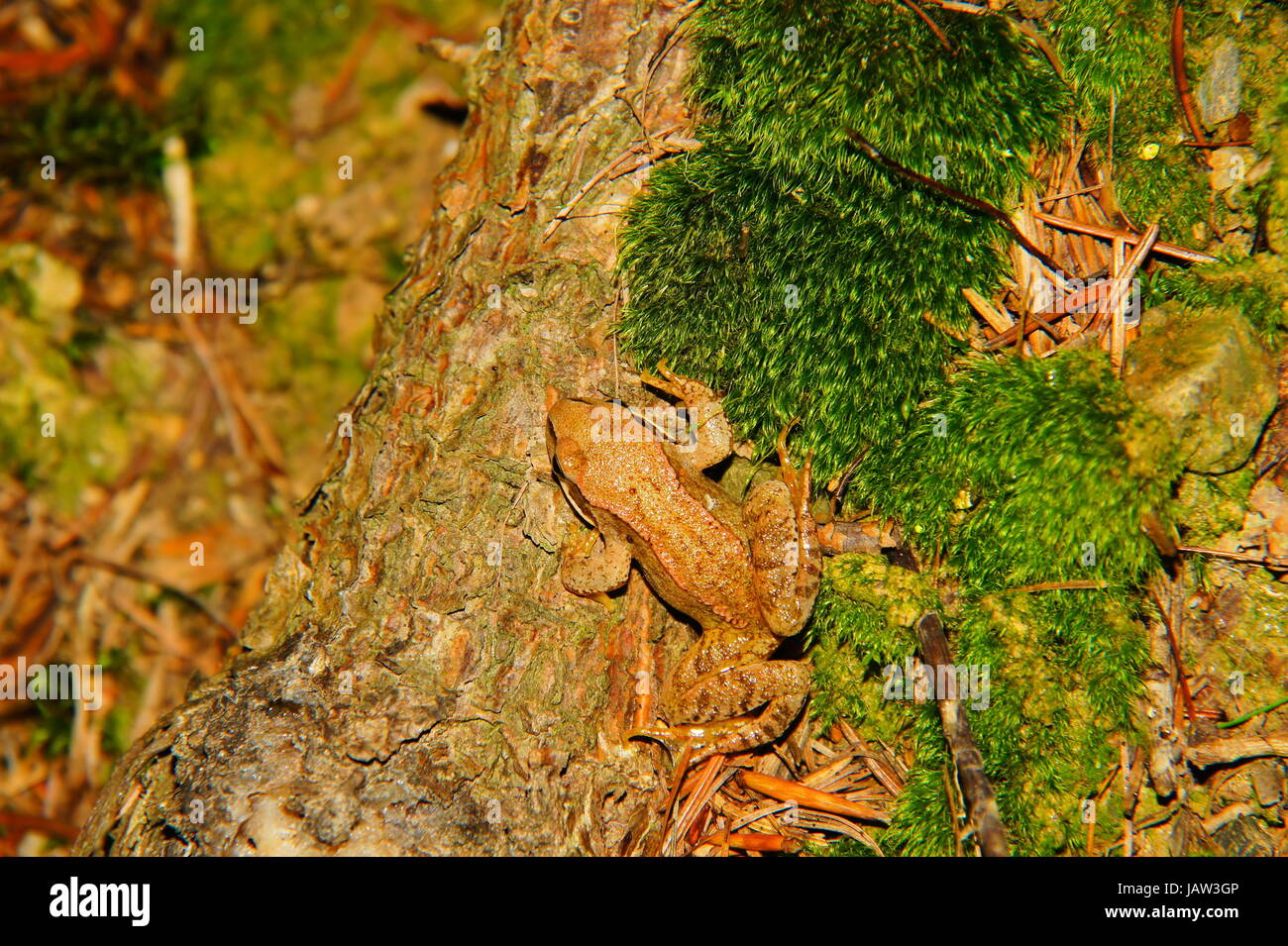 junger Springfrosch auf einem bemoosten Baumstumpf Stock Photo