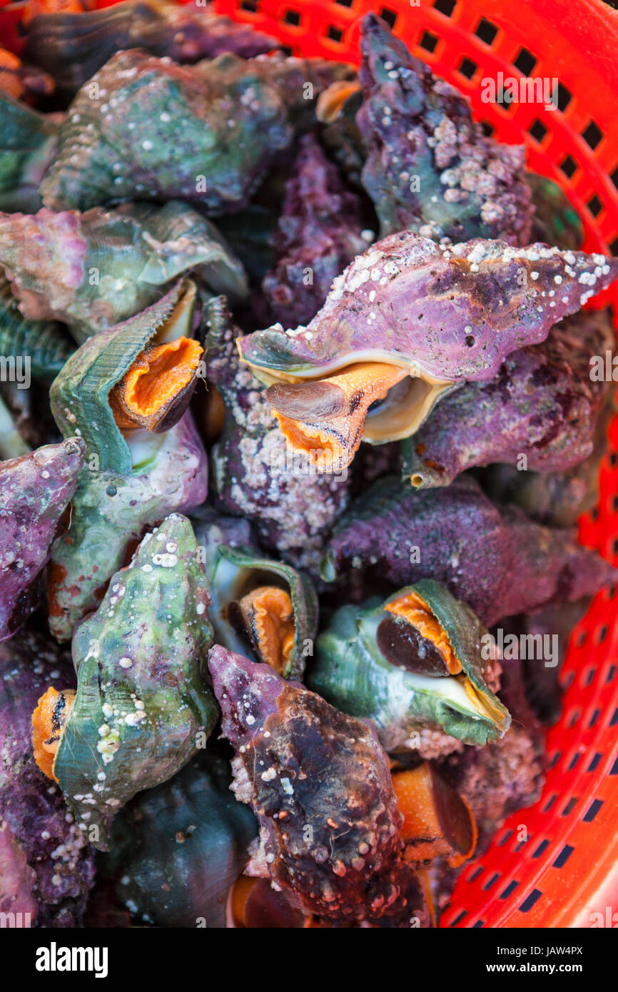 whelks for sale, Santa Barbara Harbor and Seafood Festival, Santa