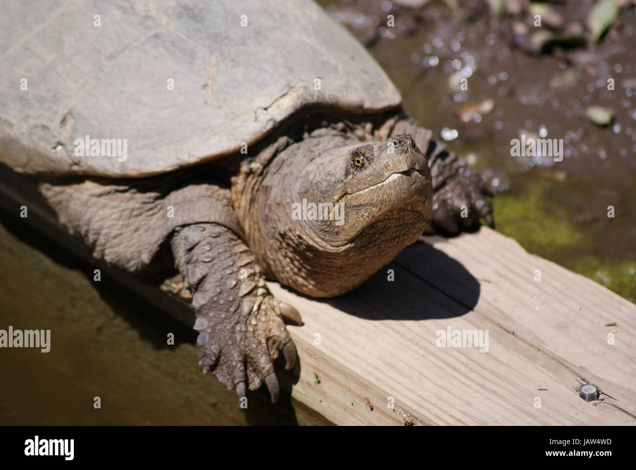 Close up of the face large snapping turtle on the edge of the water looking rather pre-historic.. Stock Photo