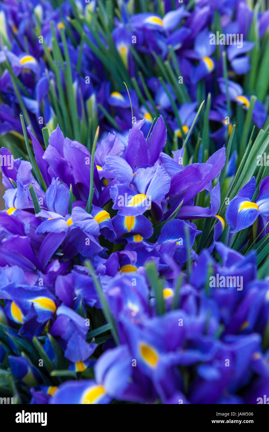 iris, Santa Barbara Farmers Market, Santa Barbara, California Stock Photo