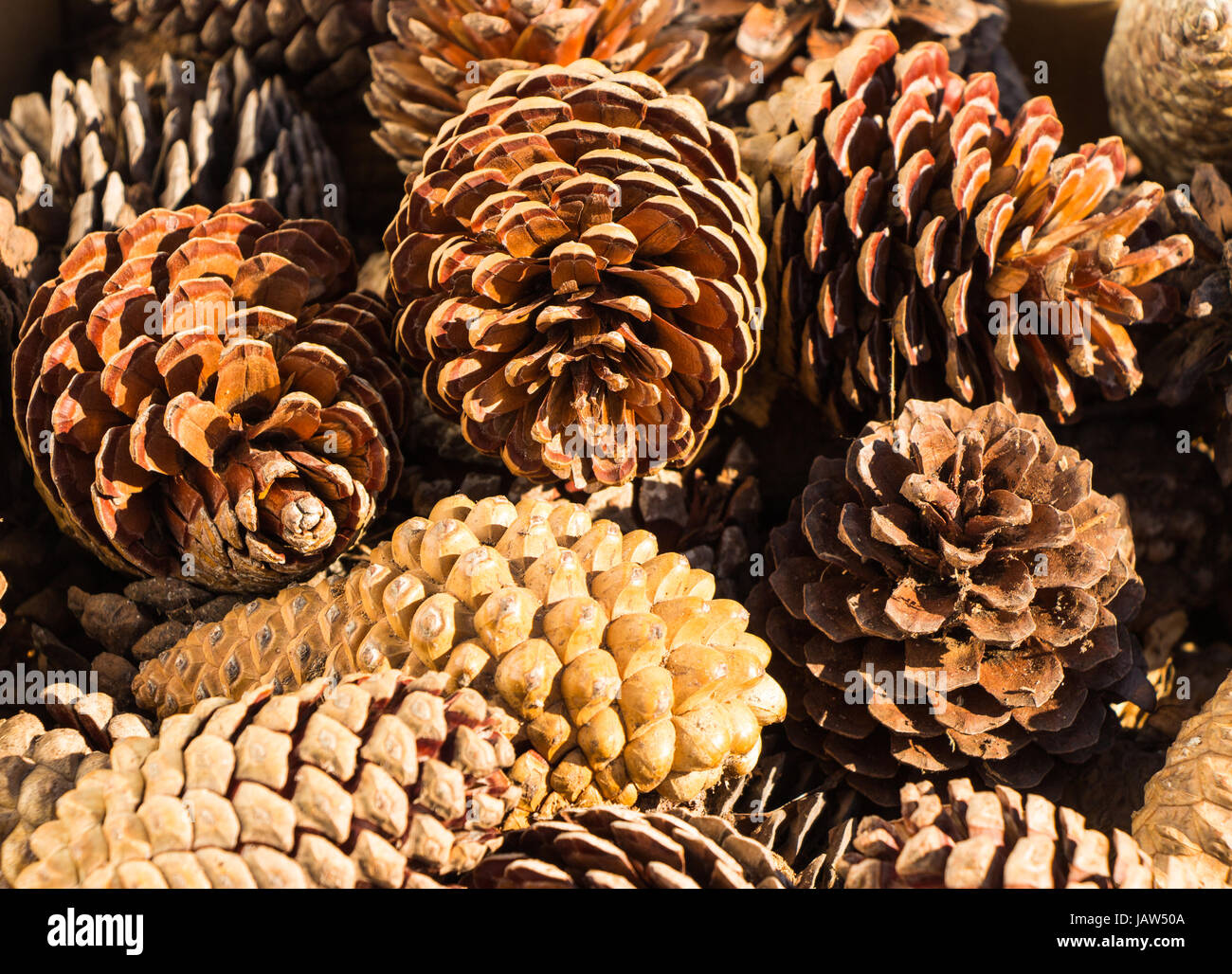 Cone scales of an open pine cone hi-res stock photography and images ...