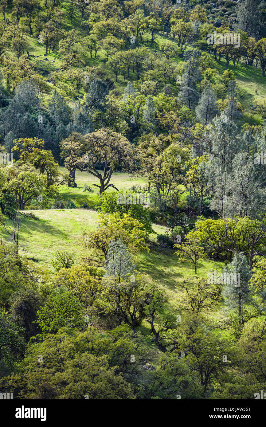 Green oak trees hires stock photography and images Alamy