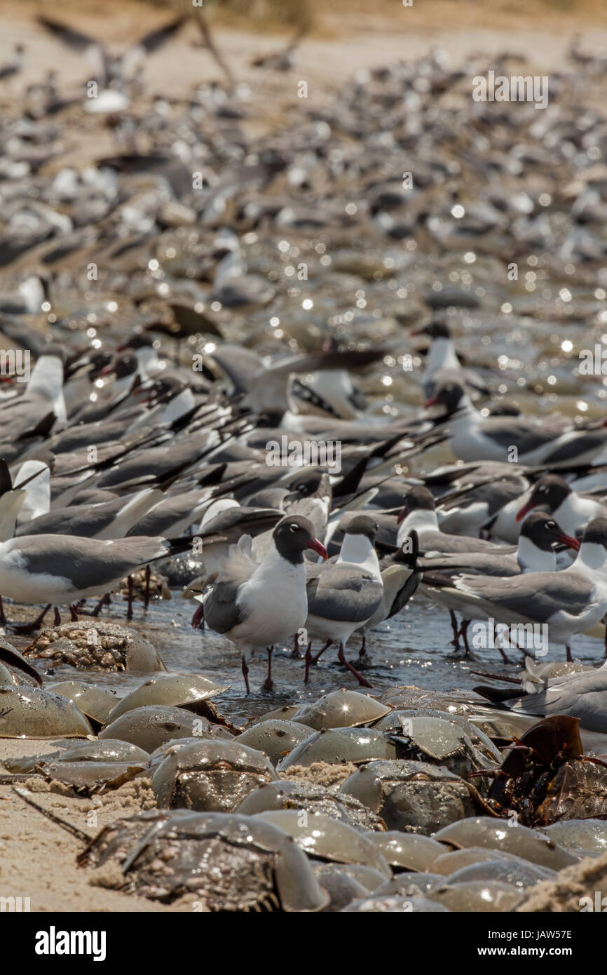 atlantic horseshoe crab (limulus polyphemus) and laughing gull ...