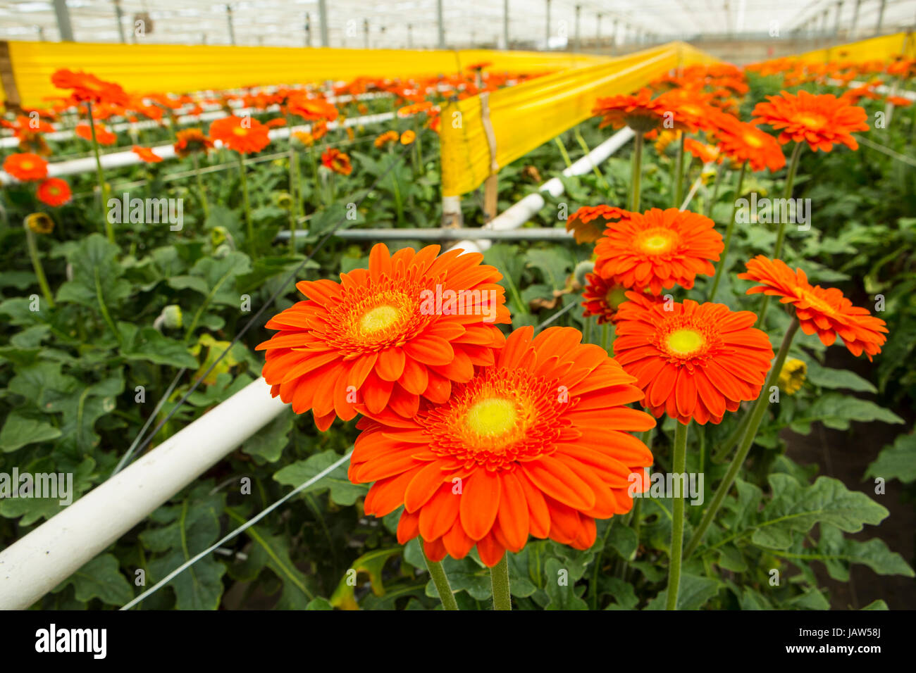 gerbera daisies are grown in a commercial greenhouse in Carpinteria, California Stock Photo