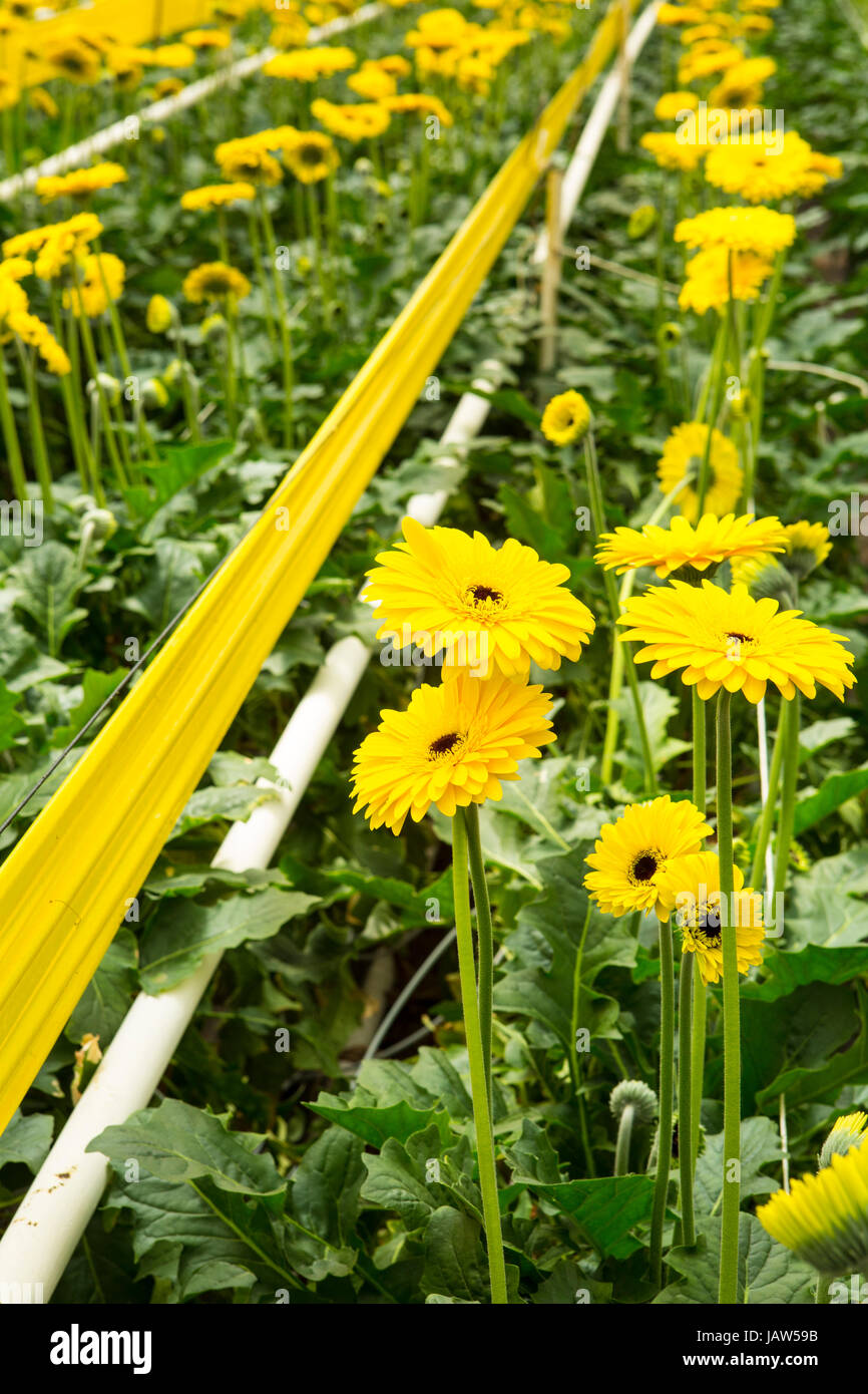 gerbera daisies are grown in a commercial greenhouse in Carpinteria