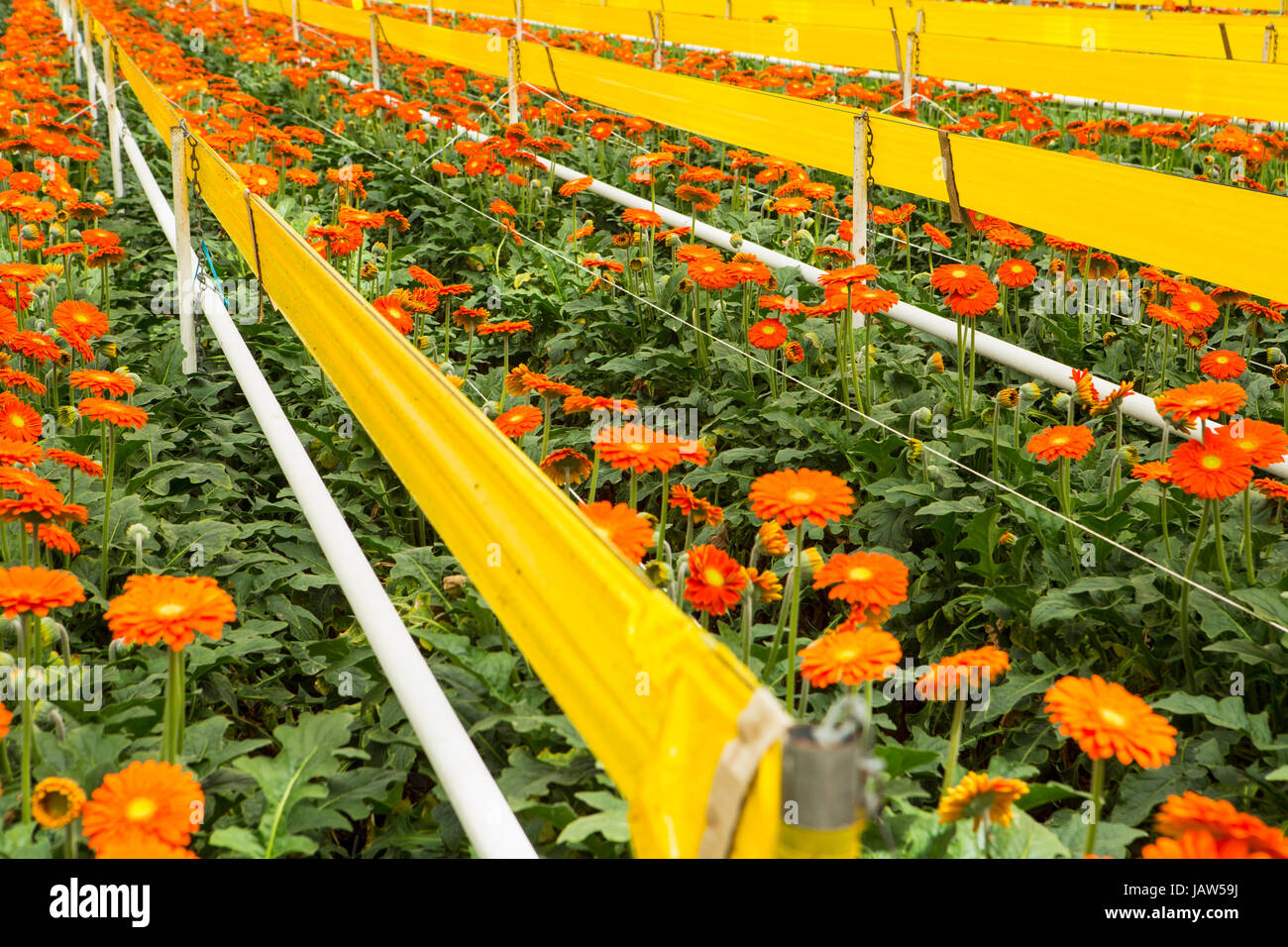 gerbera daisies are grown in a commercial greenhouse in Carpinteria