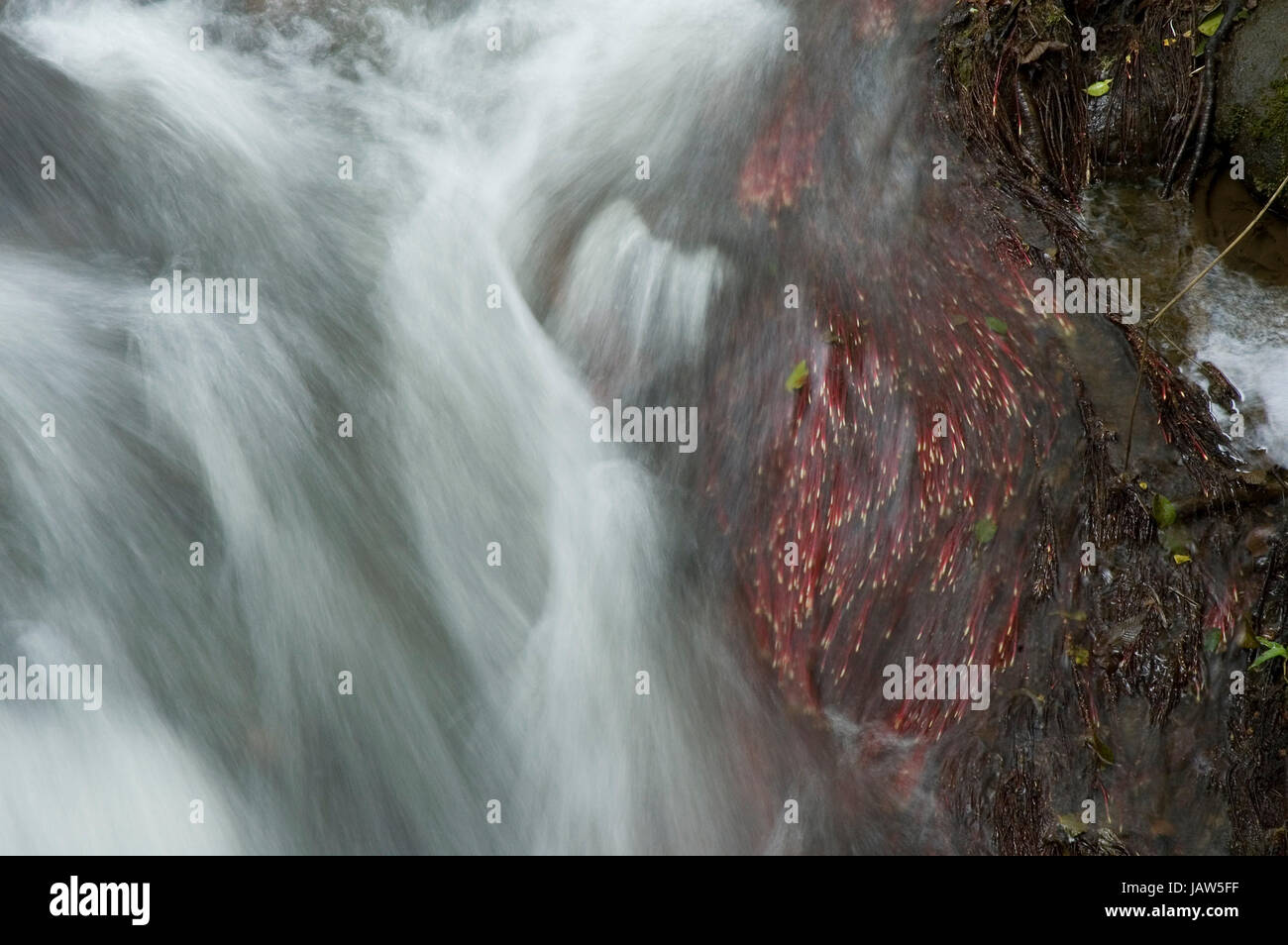 brook tropical brook  costa rican central cordillera  costa rica  moving water,water Stock Photo