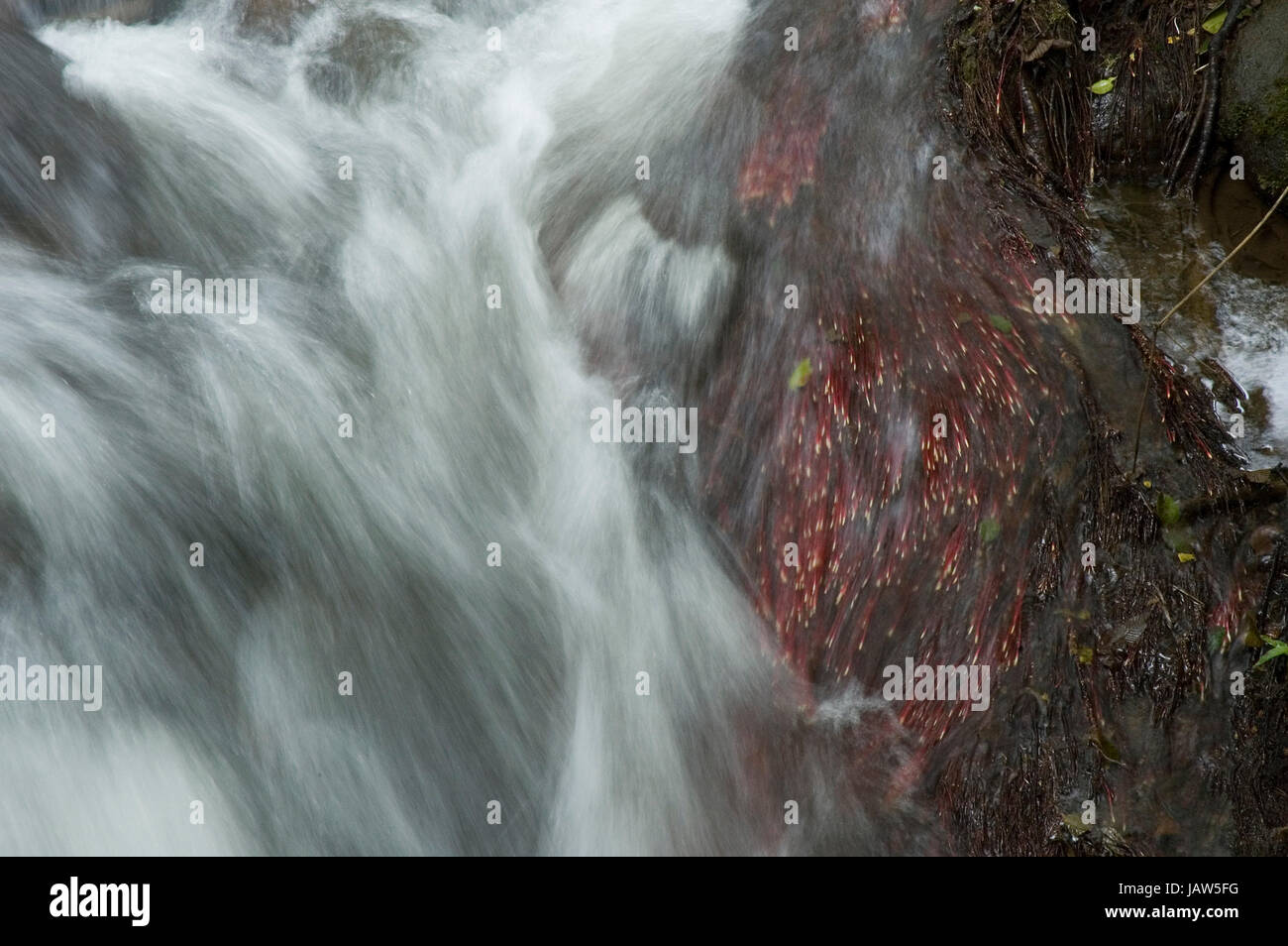 brook tropical brook  costa rican central cordillera  costa rica  moving water,water Stock Photo