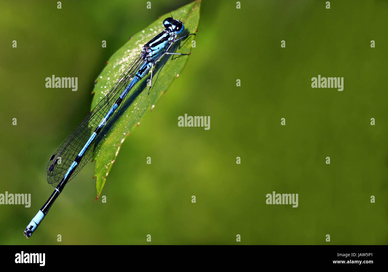azure damselfly coenagrion puella Stock Photo - Alamy