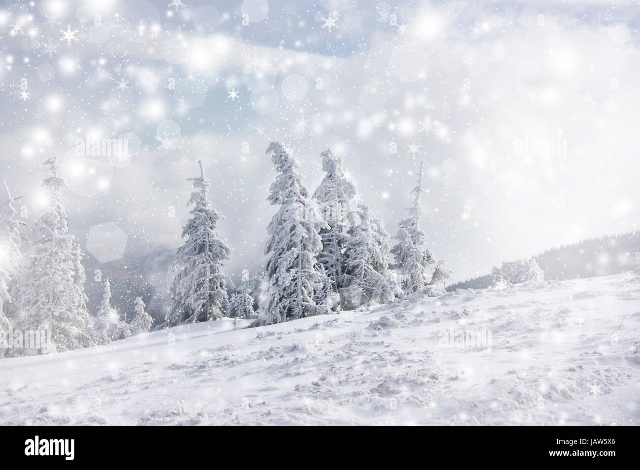 Snow cowered pine trees on the mountains Stock Photo - Alamy