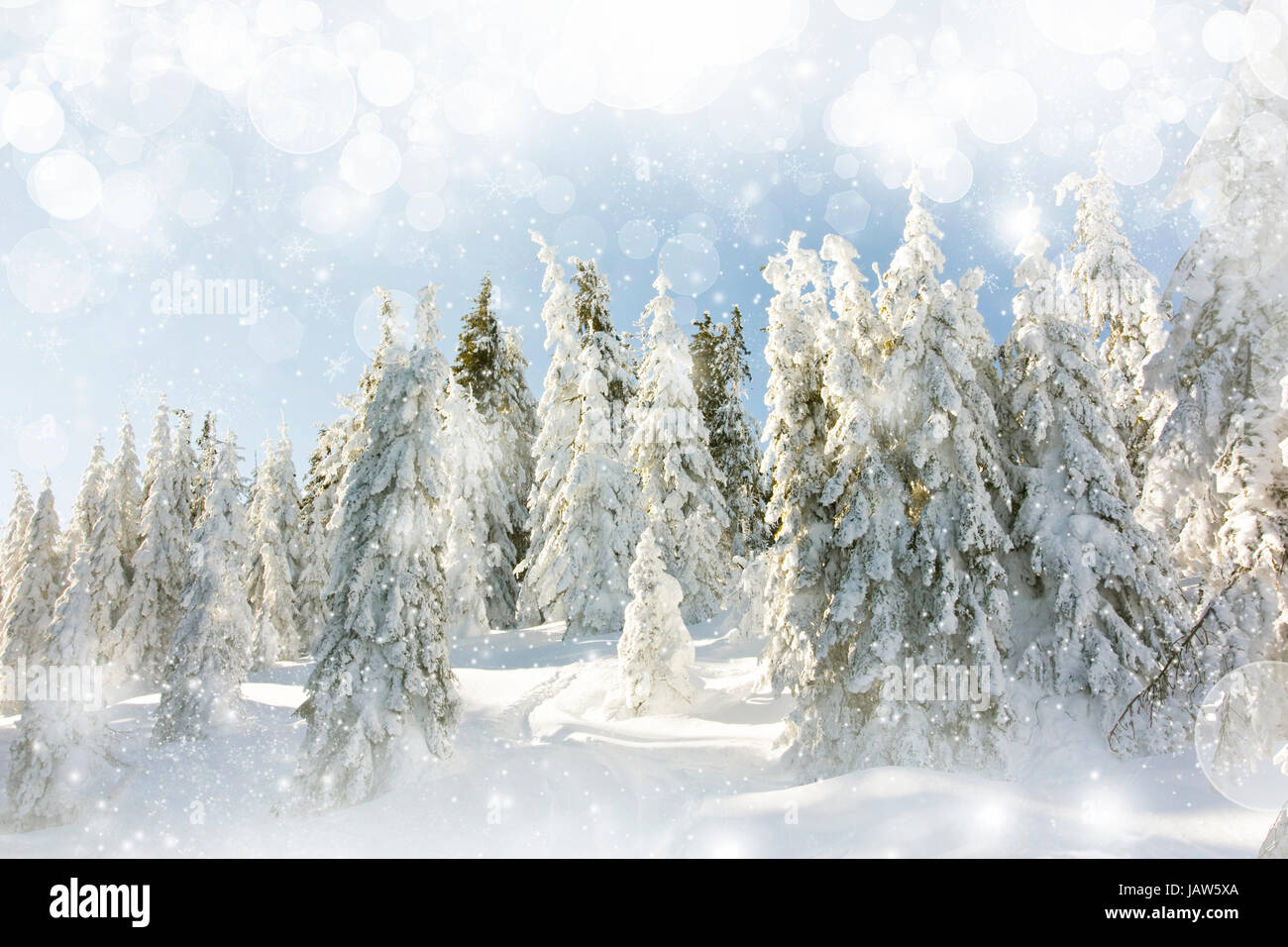 Snow cowered pine trees on the mountains Stock Photo - Alamy