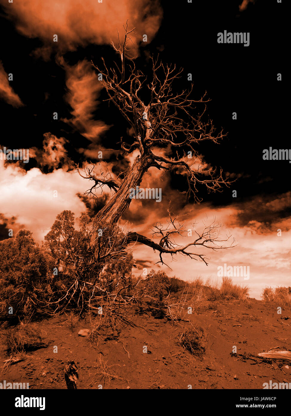 Illustration of a dead tree tinted in dramatic red and orange Stock ...