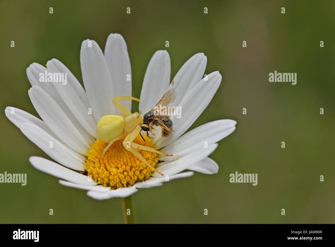 crab spider with prey Stock Photo Alamy
