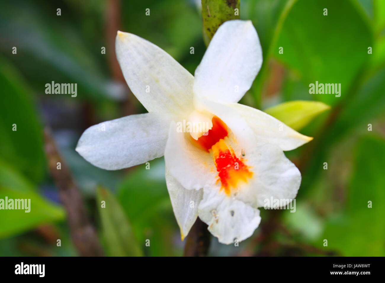 Dendrobium christyanum Rare species wild orchids in forest of Thailand, This was shoot in the wild nature Stock Photo