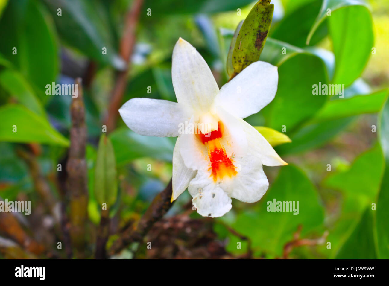 Dendrobium christyanum Rare species wild orchids in forest of Thailand, This was shoot in the wild nature Stock Photo