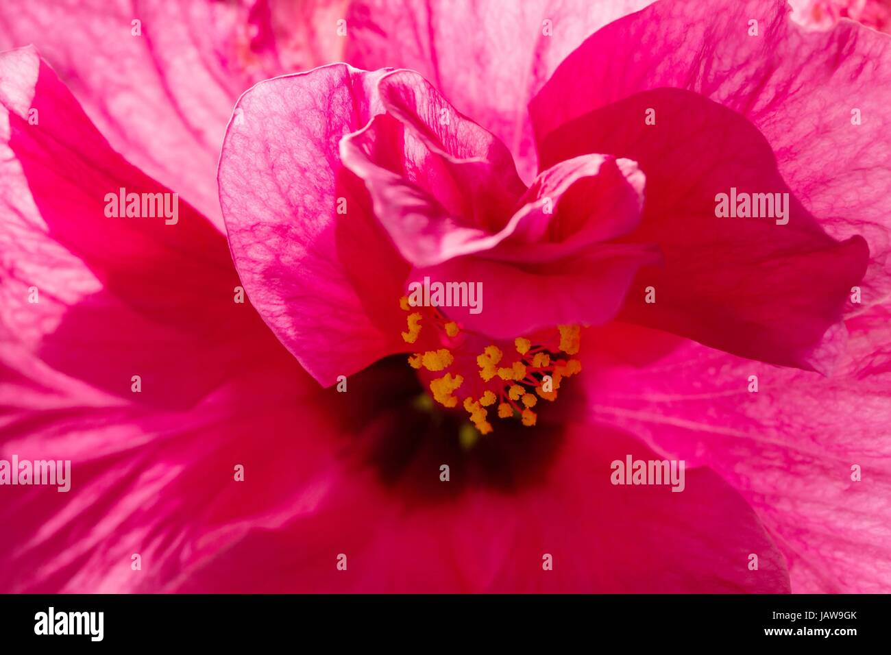 chinese hibiscus / chinese hibiscus Stock Photo