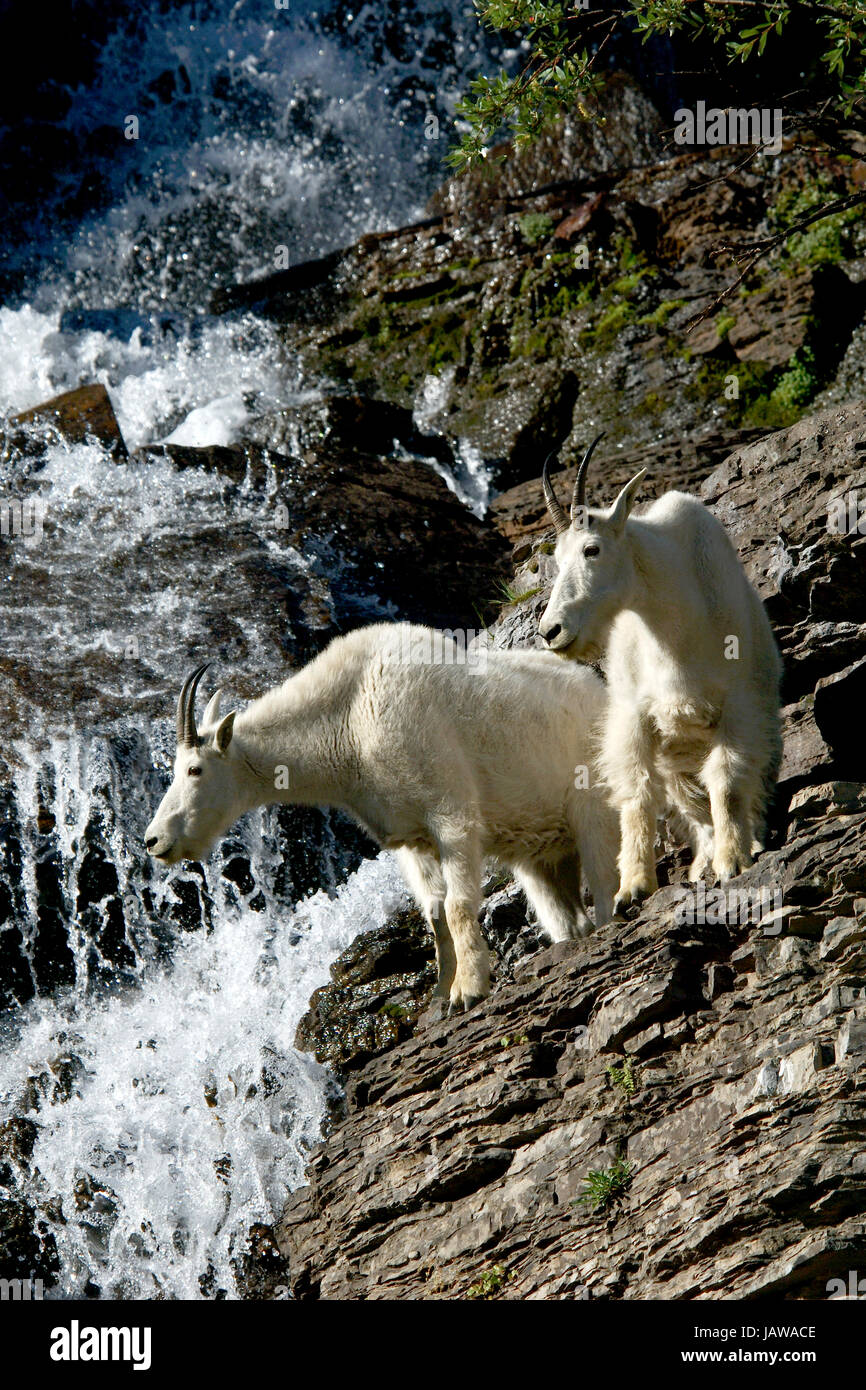 oreamnos americanos mountain goats Stock Photo