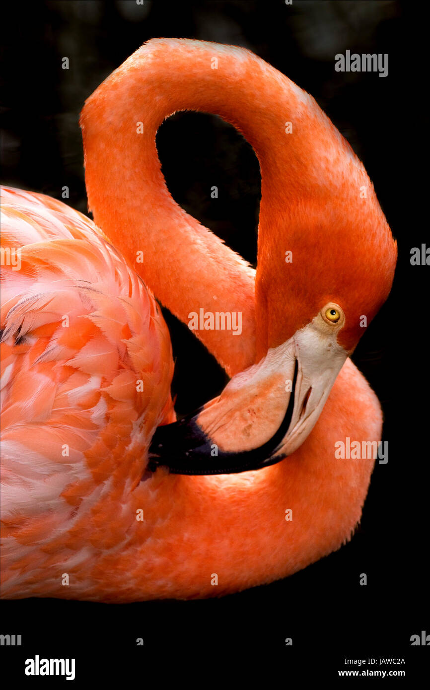 pink flamengo  whit yellow eye in republica dominicana Stock Photo