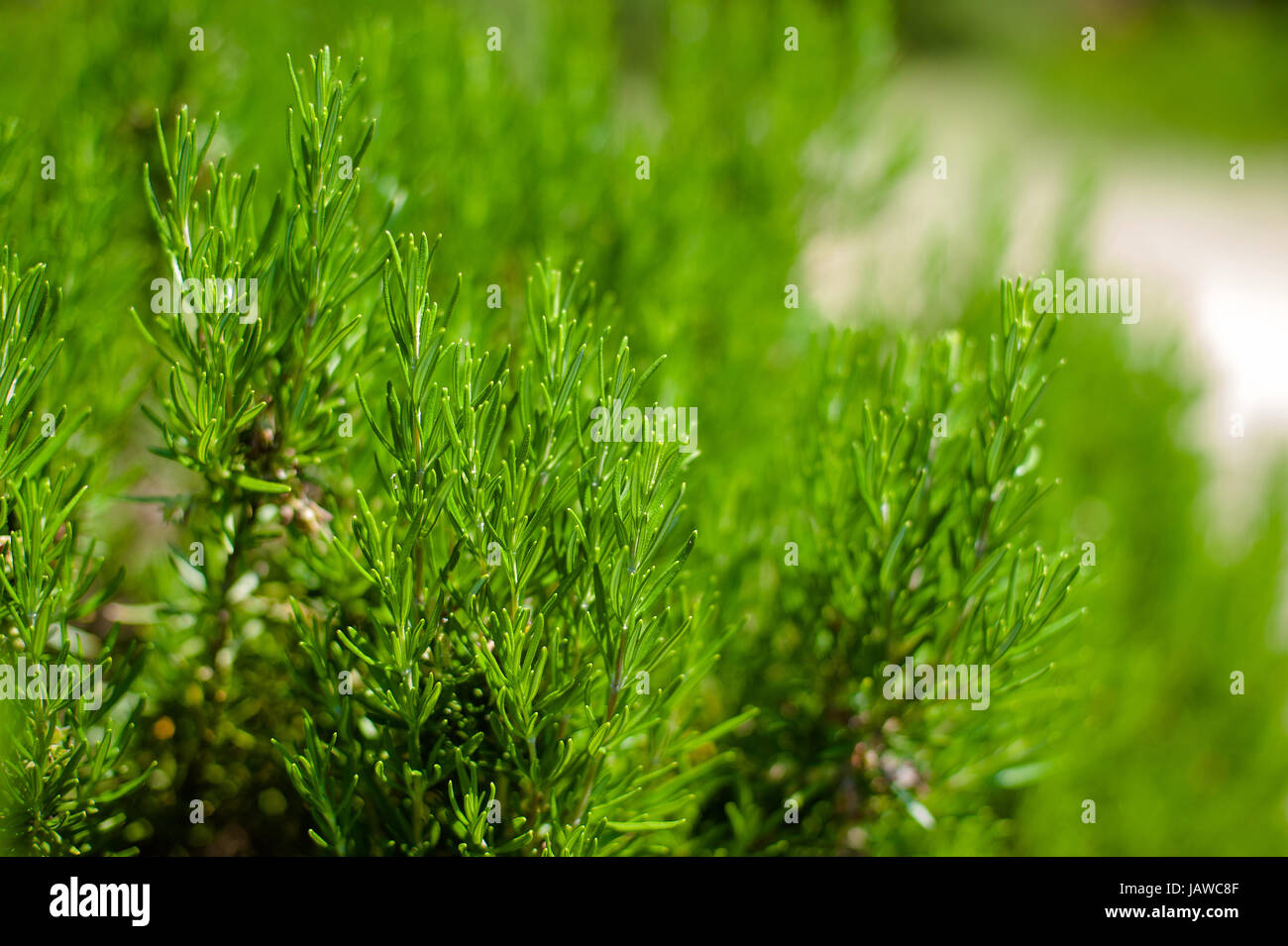 young Rosemary herb plant Stock Photo Alamy