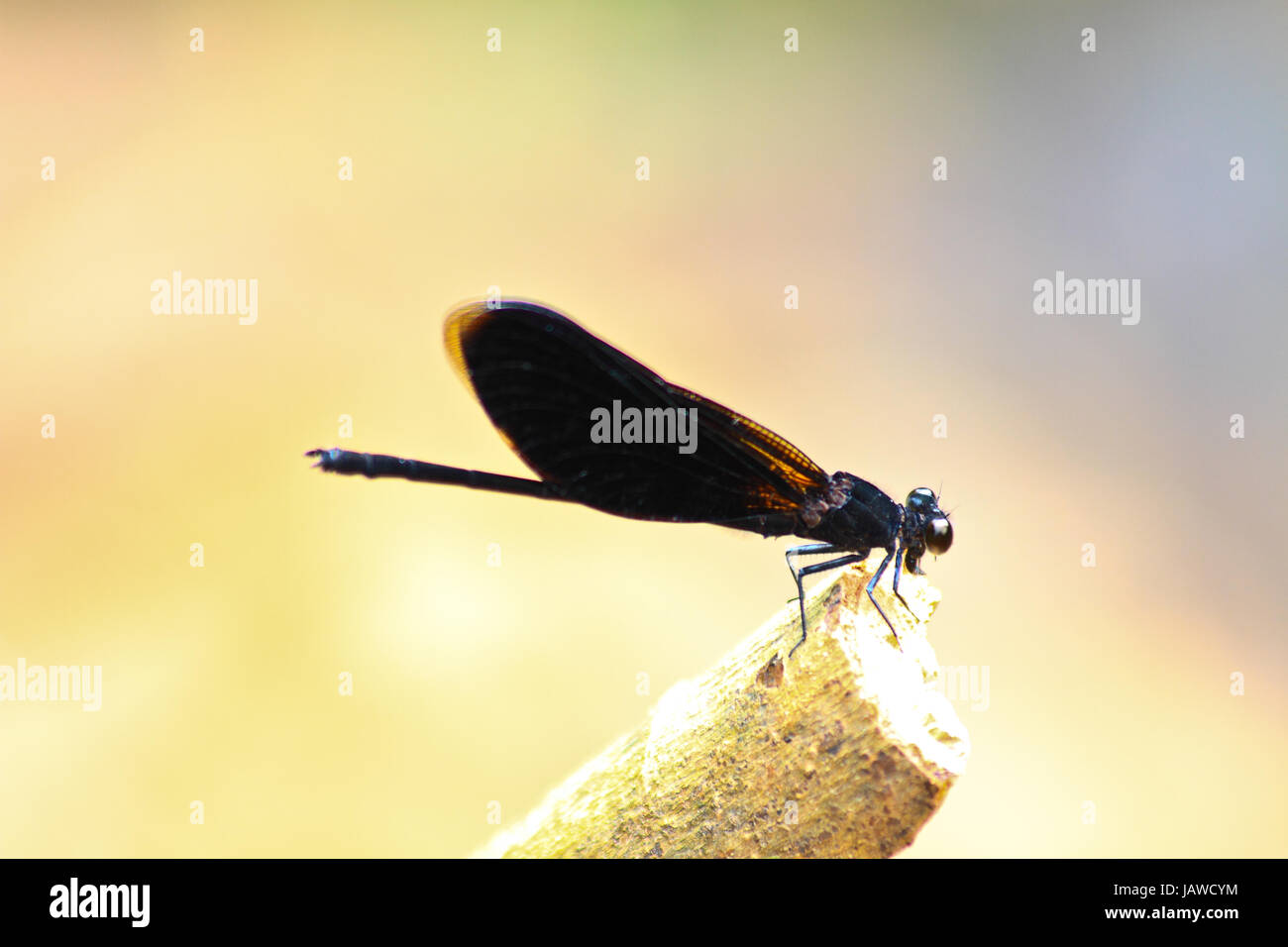 damselfly resting on branch over river in forest Stock Photo - Alamy