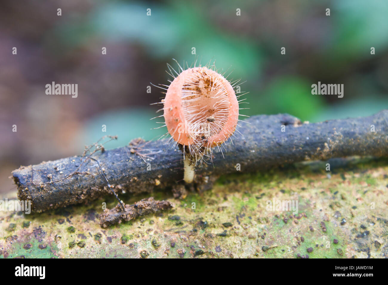 Pink cup fungi mushroom in forest, Thailand Stock Photo