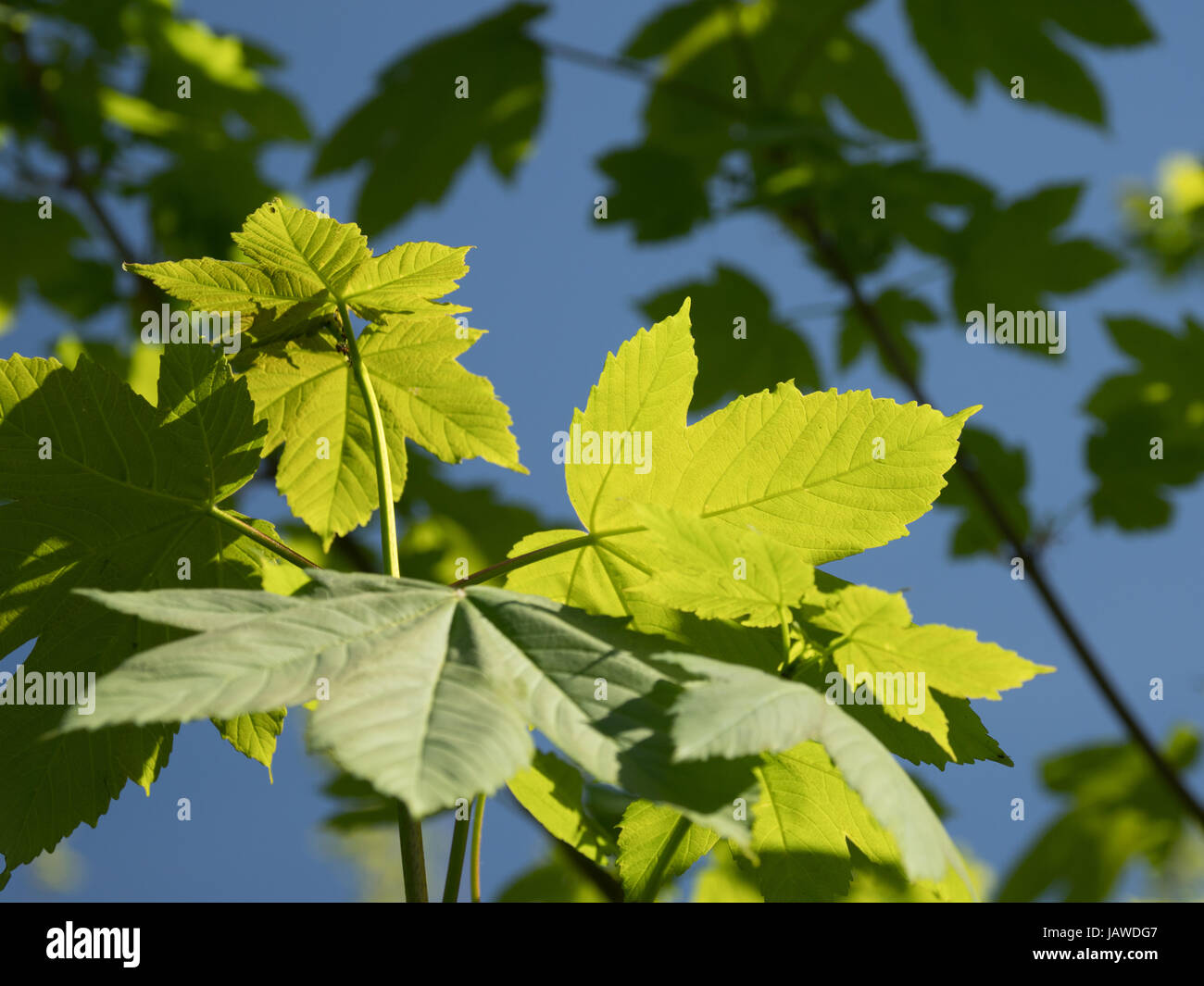 Tree new leaves on hi-res stock photography and images - Alamy