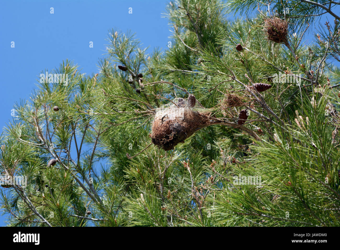 Processionary caterpillars - nest, Nerja, Malaga  © Huw Evans Stock Photo