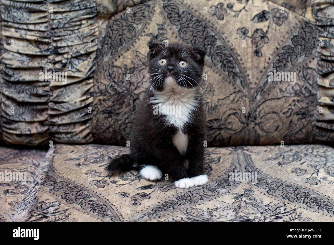 beautiful bicolor Scottish kitten sitting on the couch, the theme of beautiful kittens and cats Stock Photo
