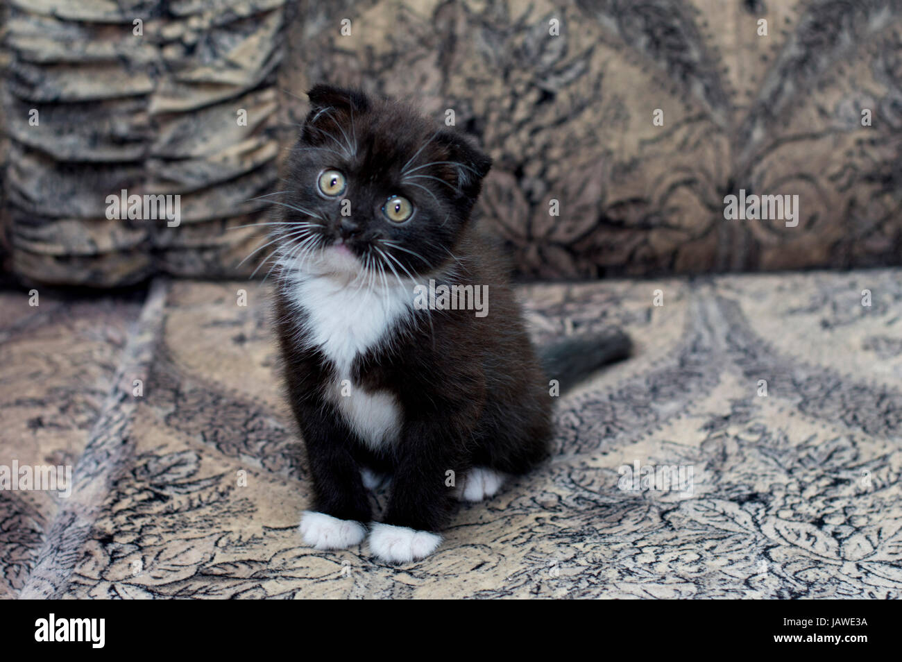 brown bicolor Scottish kitten sitting on the couch, the theme of beautiful kittens and cats Stock Photo