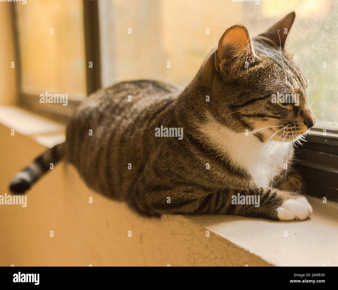Gray striped cat hires stock photography and images Alamy
