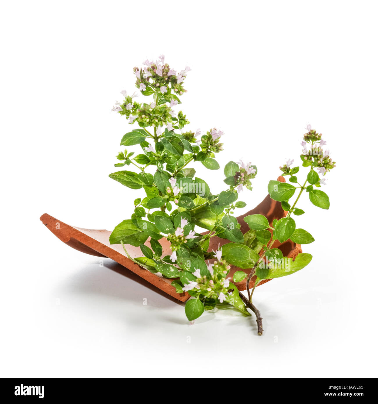 Blooming marjoram sprig with terracotta broken on white background