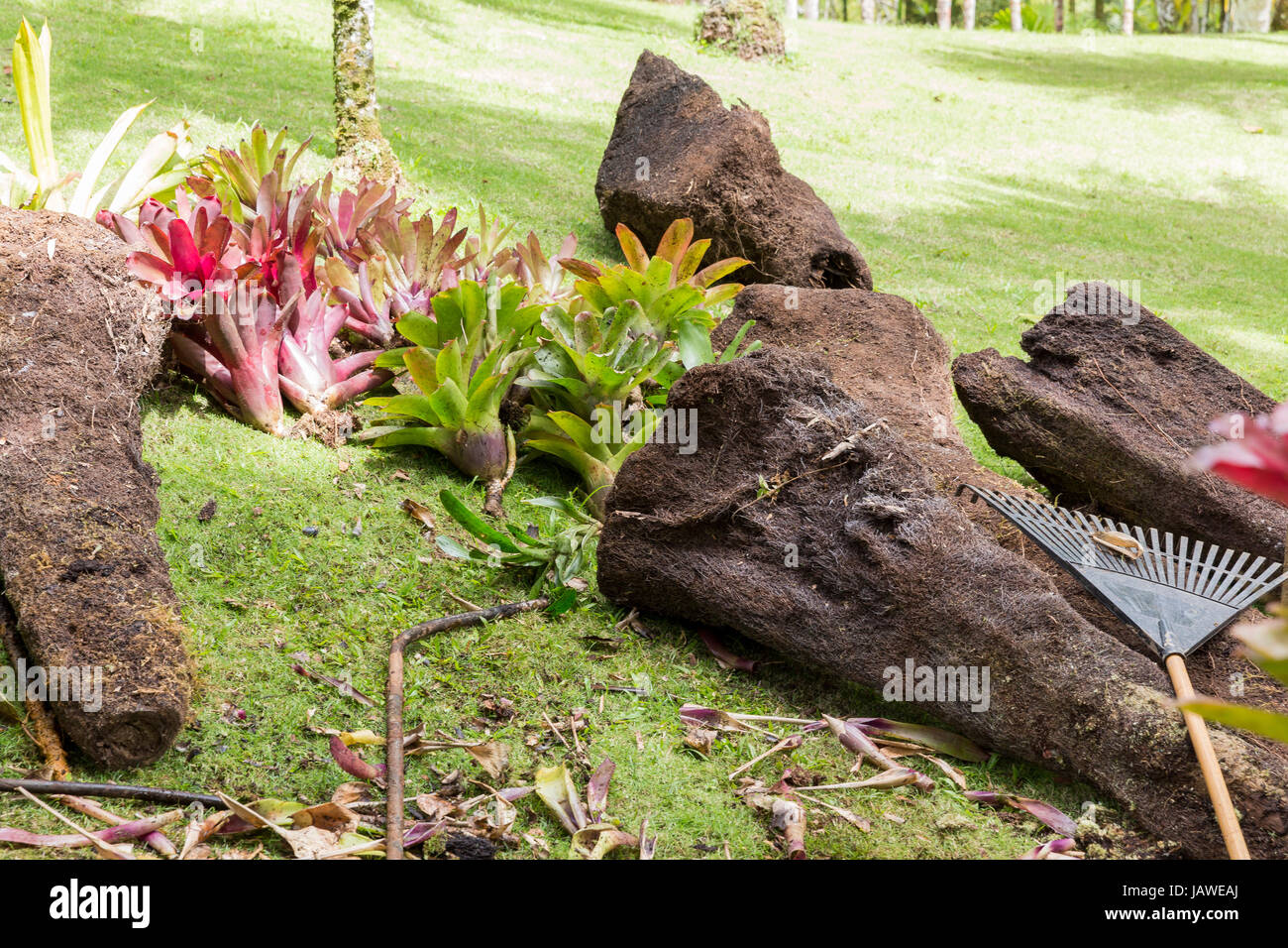 Beautiful bromeliaceae in tropical garden in Martinique Stock Photo
