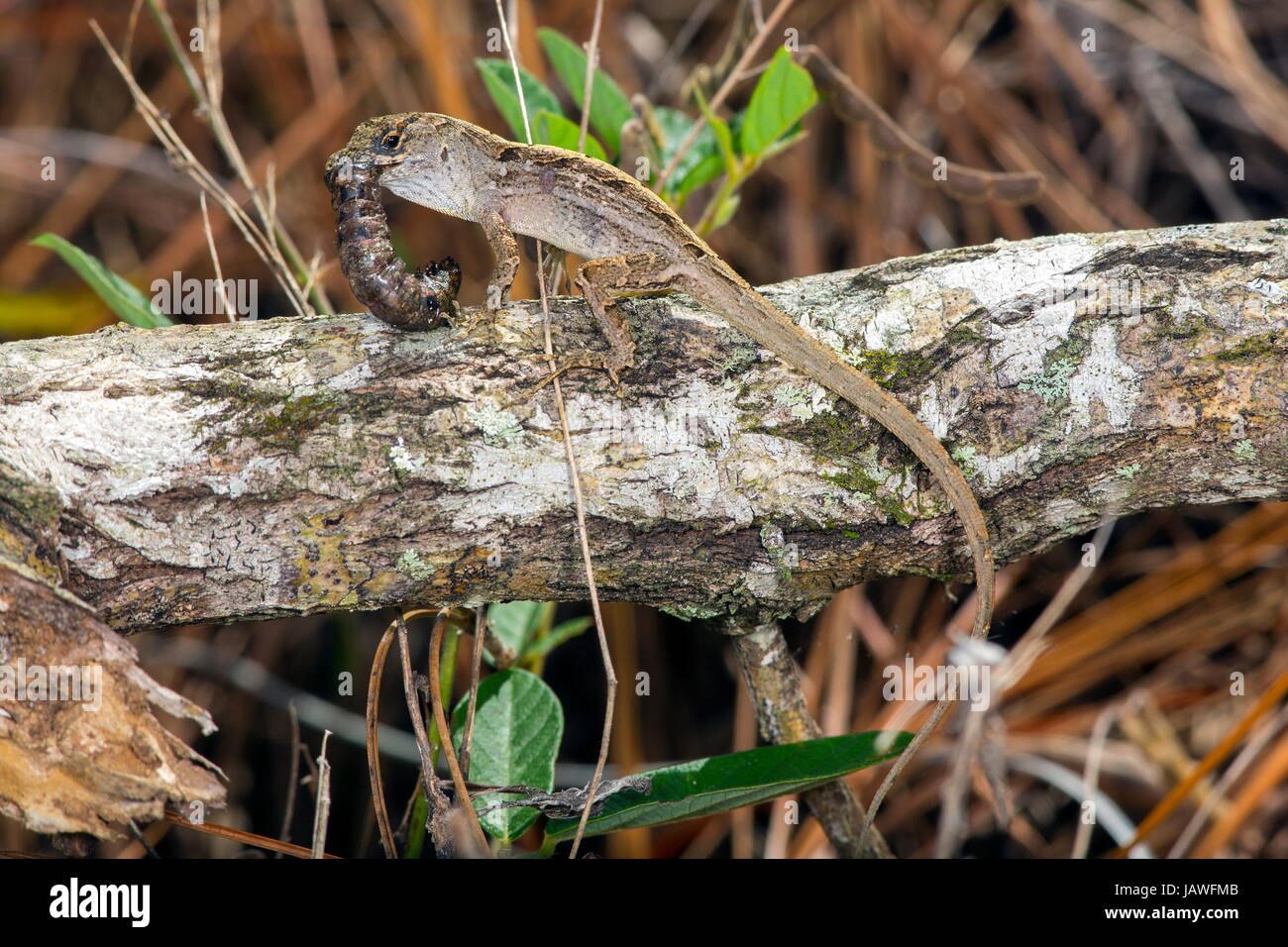A male brown anole, Anolis sagrei, with prey. Stock Photo