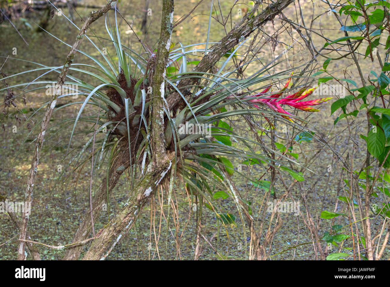 The cardinal airplant, Tillandsia fasciculata, is a bromeliad native to Florida. Stock Photo