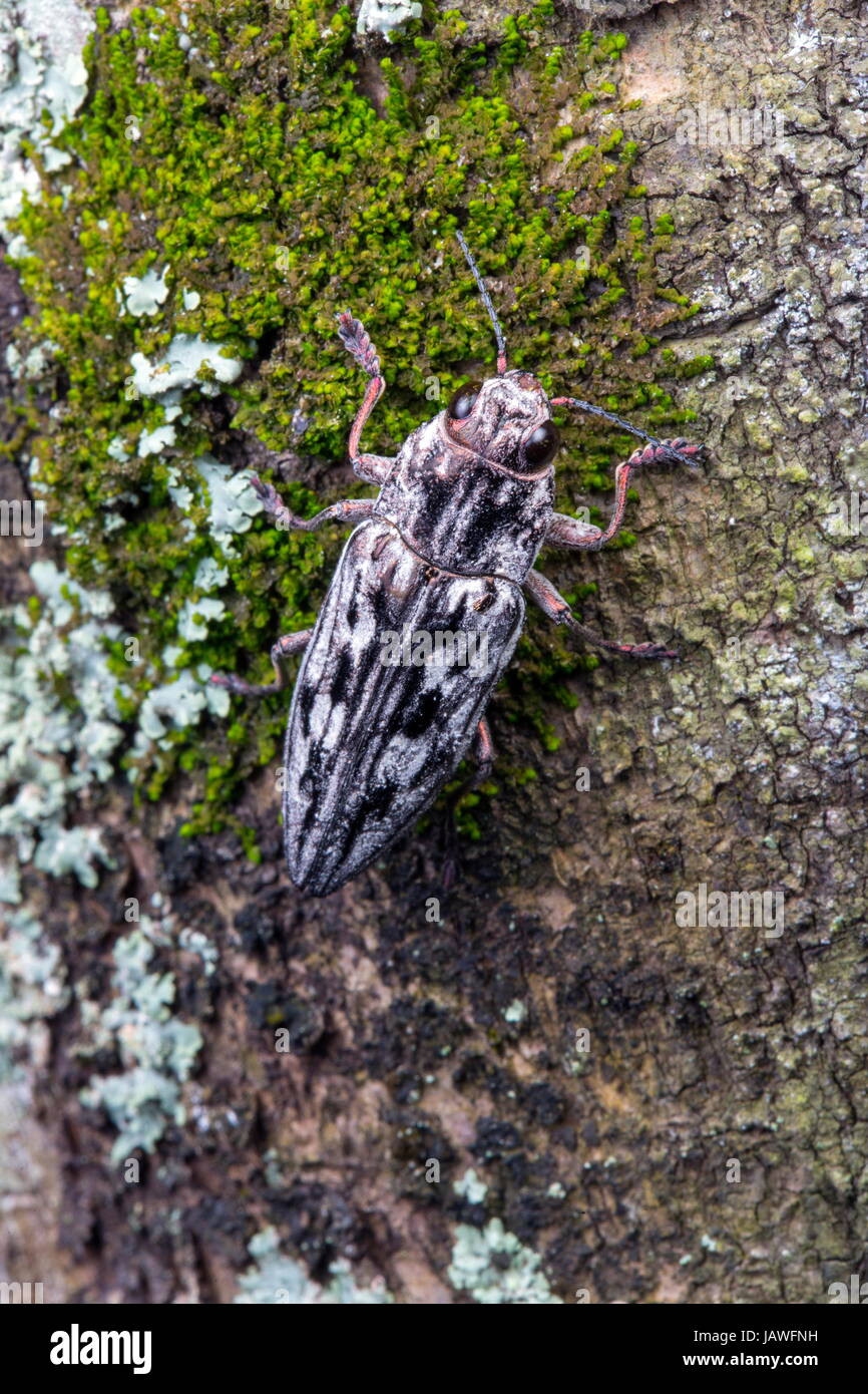 A southern sculptured pine borer beetle, Chalcophora georgiana. Stock Photo