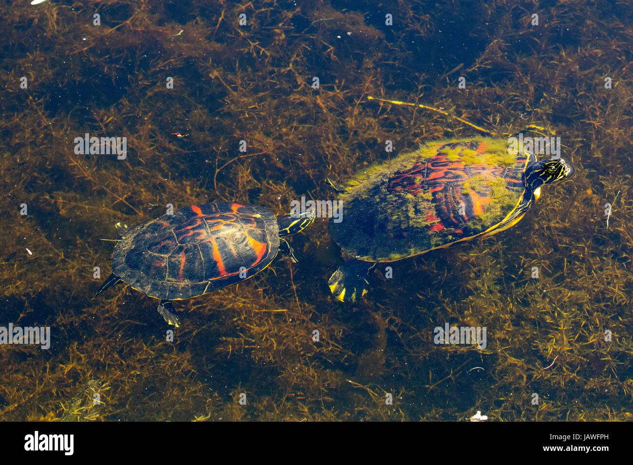 A pair of Florida red bellied cooters, Pseudemys nelsoni. Stock Photo