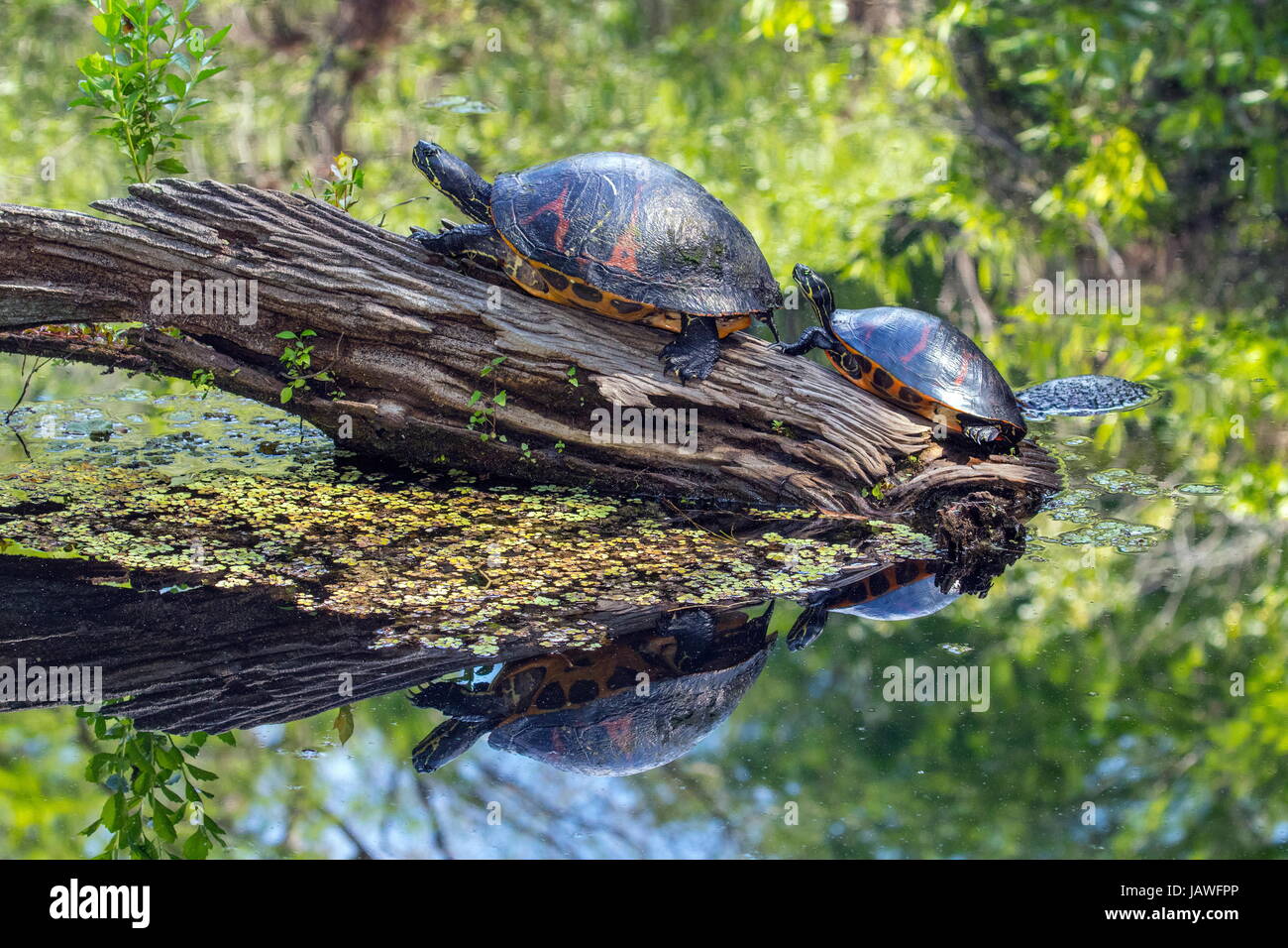 Florida red bellied cooters, Pseudemys nelsoni, on a log. Stock Photo