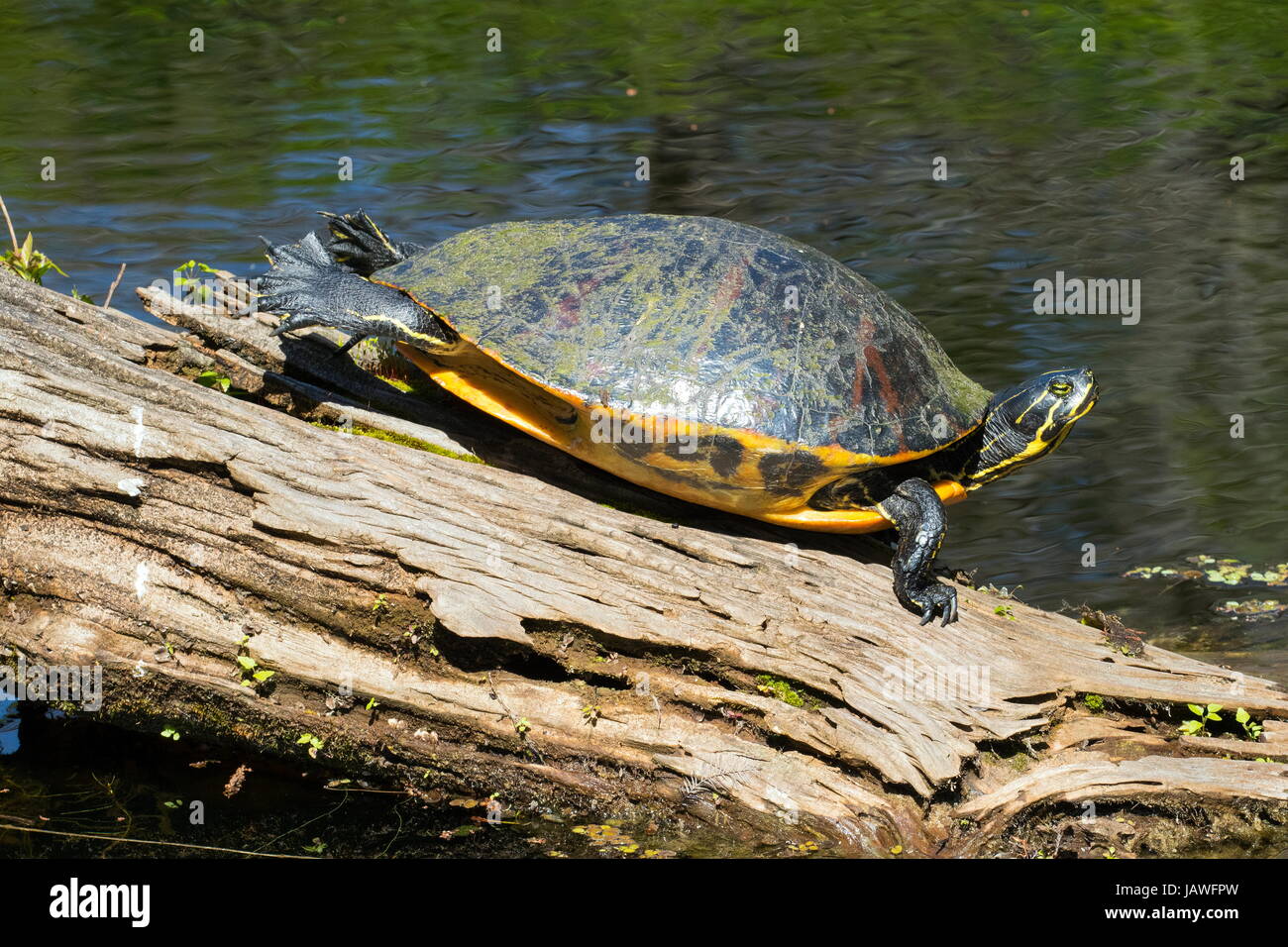 A Florida red bellied cooter, Pseudemys nelsoni, on a log. Stock Photo