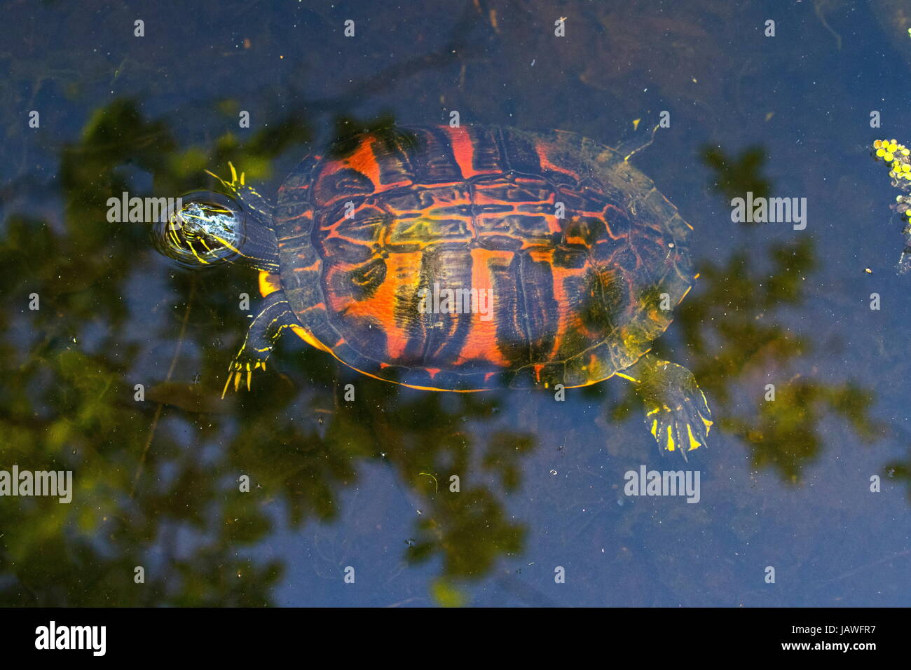 A Florida red bellied cooter, Pseudemys nelsoni, on the water's surface. Stock Photo